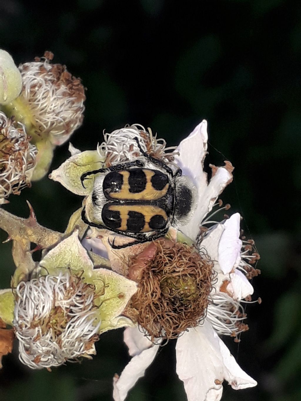 Cetoniidae: Trichius zonatus (= gallicus)